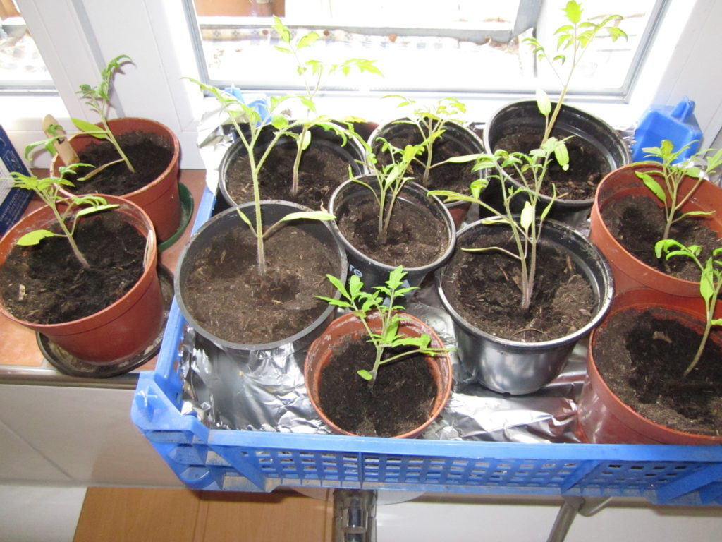 Tomaten selber ziehen