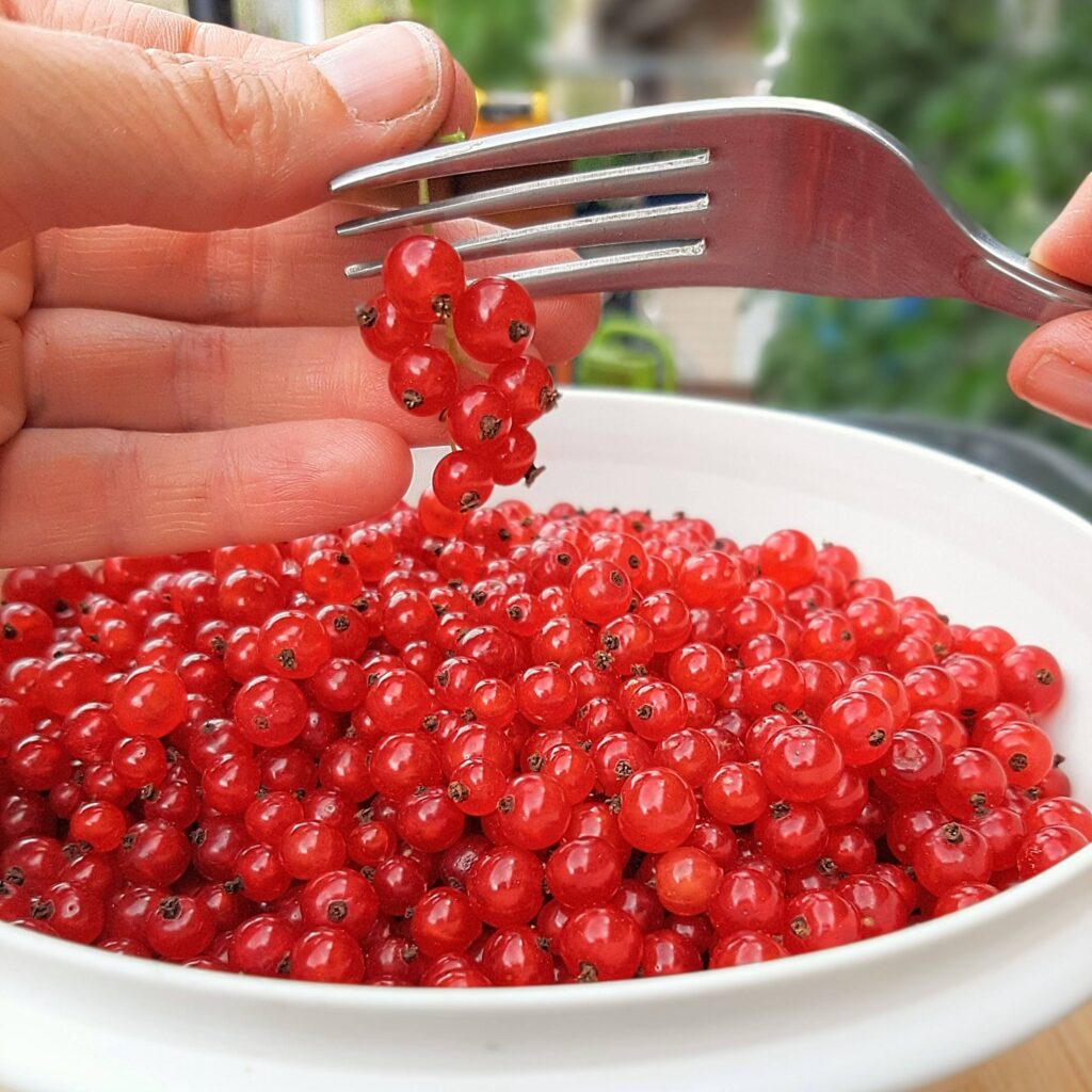 Johannisbeeren von den Rispen trennen